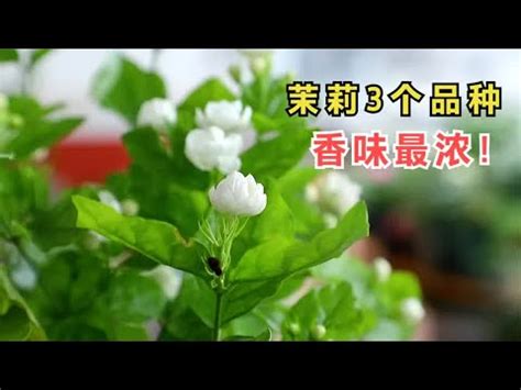 陽台種茉莉花風水|【陽台種茉莉花風水】陽台茉莉花種植風水指南